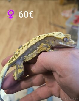 PAGEKON RIASNATY - 9