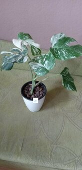 Monstera variegata - 9