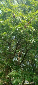 Chatka so záhradou - 9