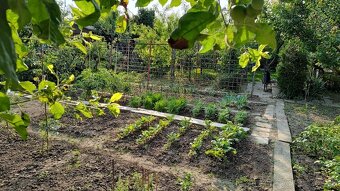 Záhrada s chatkou Šaľa - Veča - 9