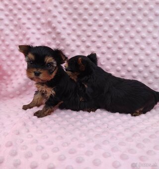 Yorkshire terrier - 9