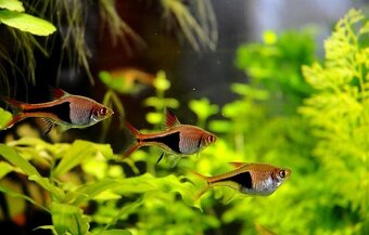 Akvarijné ryby - 9