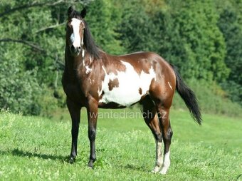 APH paint horse valach - 9