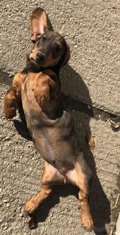 Jazvečík štandard šteniatko - 9