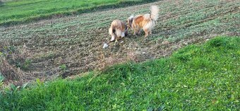 Kólia dlhosrstá - 9