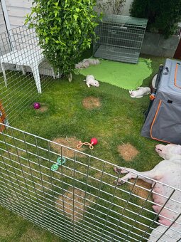 Argentínska doga štěňata PŘÍJMÁME REZERVACE - 9