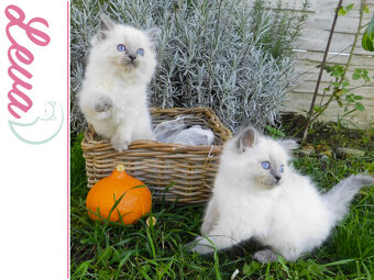 RAGDOLL mačička s rodokmeňom, s PP - 9