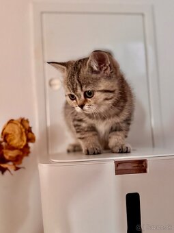 Skotska klapoucha macka s PP, scottish straight s PP - 9