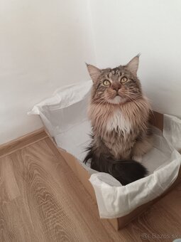 Maine coon - 9