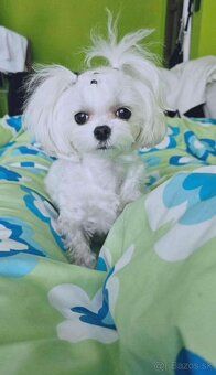 Mini Maltezak - 9
