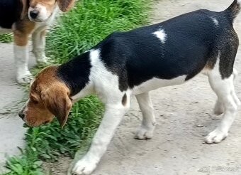 Beagle, bigel, bigl bez PP - 9
