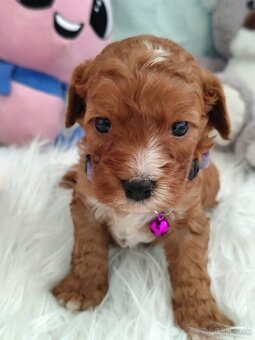 Cavapoo - 9