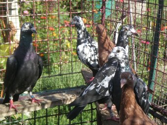 Poštové holuby Vangramberen - 9