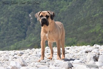 Cane Corso fenka s FCI PP - 9