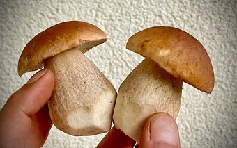 Hríby - darčekové balenie - 9