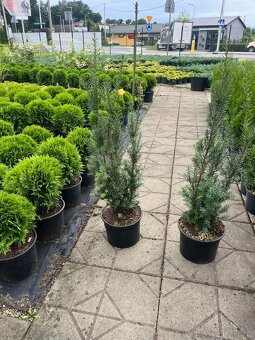 Tuja smaragd,Vavrín,Tis stredný - 9