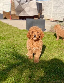 Pudl stredný pudlik - 9