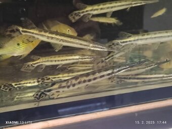 platyrhincus albino red eye+arowany - 9