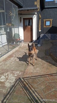 Belgicky ovciak malinois - 9