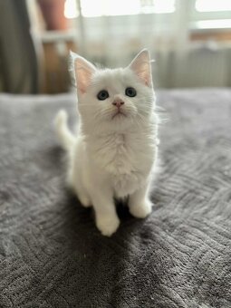 Maine coon mačiatka k odberu - 9