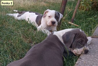American bully XL, Americký stafordsirsky terier - 9