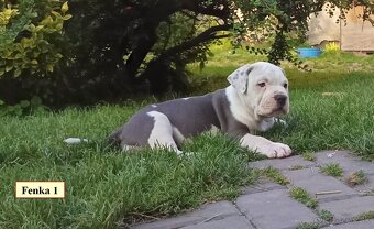 Americký stafordsirsky terier, american bully XL - 9
