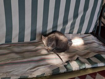 Darujem mačičky - 9