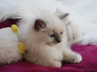 Ragdoll - láska na celý život - 9