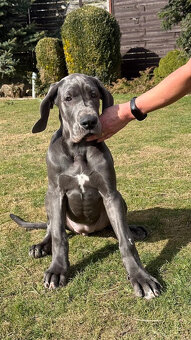 Německá doga modrá s PP Euphorie Blue HH - 9