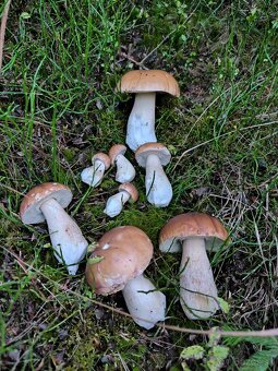 Sušené dubáky - 9