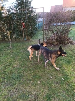 Predám holandského ovčiaka - 9