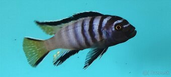 Africké Cichlidy - 9