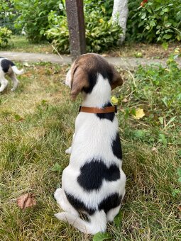 Beagle - 9
