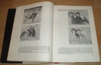 Dutorohá zvěř - 9