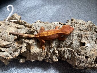 Pagekon riasnatý - Correlophus ciliatus - 9