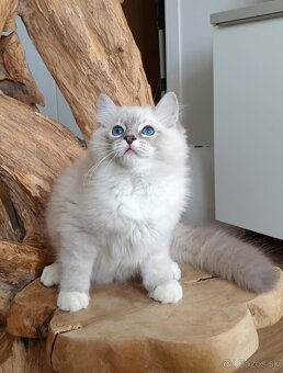 Ragdoll kocourek do chovu - 9