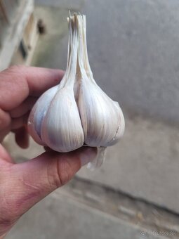 Domáci dedov -Ruský cesnak paličiak fialovy - 9