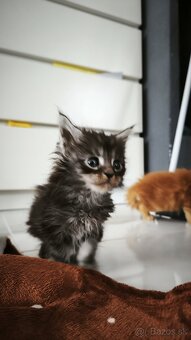 Mačička Maine coon , úhrada aj na časti - 9