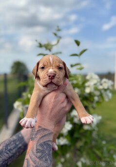 American bully XL/XXL s PP/stafford/pitbull/cane corso - 9