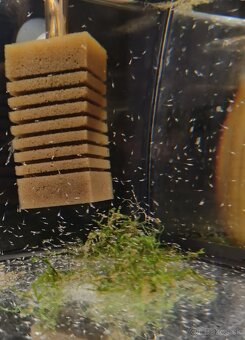 Háďátko živorodé - Mikra (Panagrellus redivivus - 9