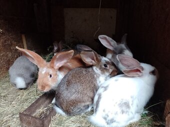 Predám králiky rôznych plemien a sfarbenia - 9