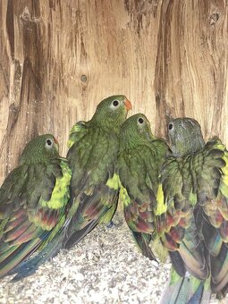 Korela, Papagáj horský - 9