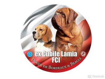 Bígel Beagle Bigl s PP FCI - 9