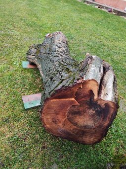 Predám kmene z čerstvo spíleneho stromu - 9