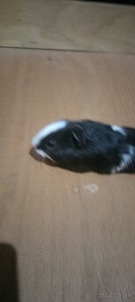 Morské prasiatka - 9