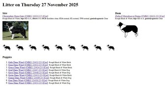 Šteňatá s PP - Border kólia / kolia - již k odběru - 9