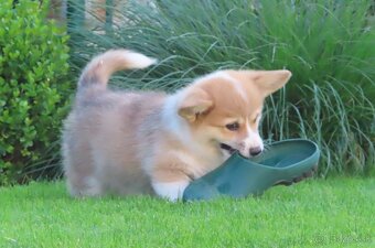 welsh corgi - 9