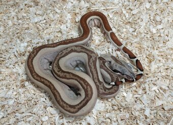Boa imperator - Normal a Hypo 66% het Sterling VPI - 9