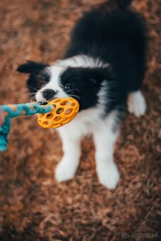 Border Kólia s PP - plánovaný vrh - šteniatka - 9