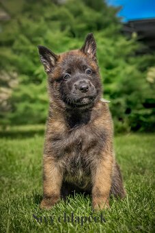 Belgický ovčiak Malinois ,,G” vrh - 9